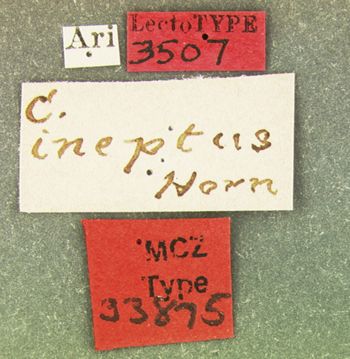 Media type: image;   Entomology 33875 Aspect: labels